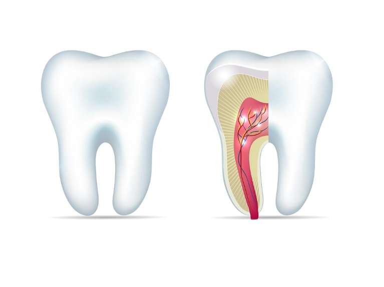 Diagram of a tooth | root canal Prairieville